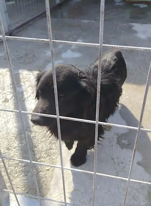 A jászladányi gyepmesteri telep gazdakeresői sos - kép 2