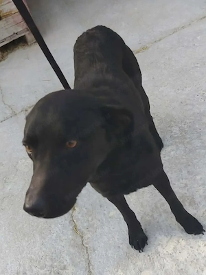 A jászladányi gyepmesteri telep gazdakeresői sos - kép 3