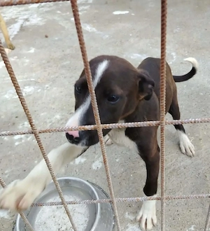 A jászladányi gyepmesteri telep gazdakeresői sos - kép 12