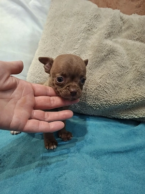 Fajtatiszta csivava babák foglalhatóak.