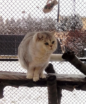 Brit kiscicák foglalhatóak - kép 4