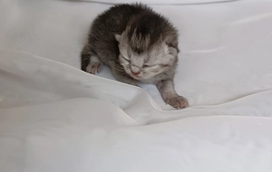 Brit kiscicák foglalhatóak