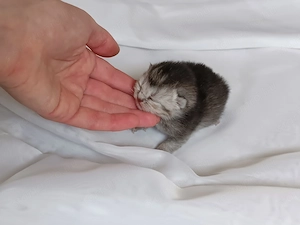 Brit kiscicák foglalhatóak - kép 3