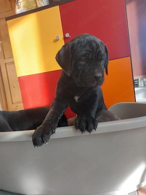 Cane Corso kölykök eladók   Böhönye (Somogy megye)