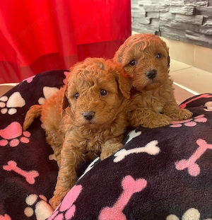 Toy uszkár kiskutya