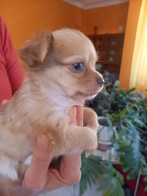 Csivava kiskutyák eladók - kép 3