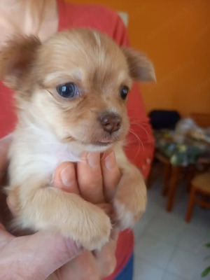 Csivava kiskutyák eladók - kép 6