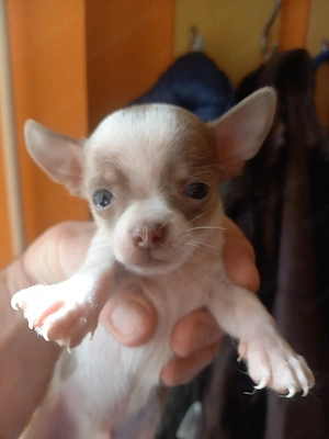 Csivava kiskutyák eladók - kép 7