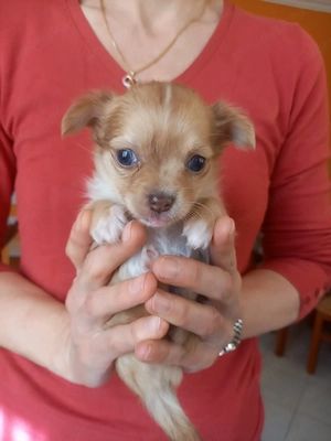 Csivava kiskutyák eladók - kép 5