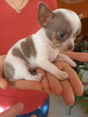 Csivava kiskutyák eladók - kép 4