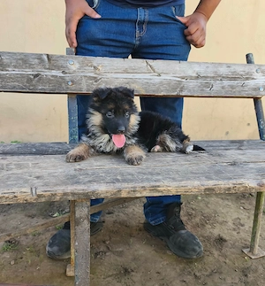 Eladó Németjuhász  - kép 2