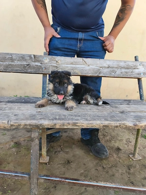 Eladó Németjuhász  - kép 3