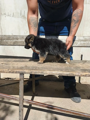 Eladó Németjuhász 