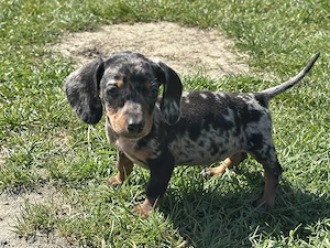 Törpe tacskó kiskutyák  - kép 2