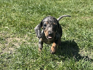 Törpe tacskó kiskutyák  - kép 4