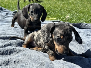 Törpe tacskó kiskutyák 