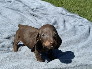 Törpe tacskó kiskutyák  - kép 3