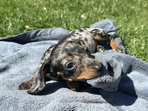 Törpe tacskó kiskutyák  - kép 6