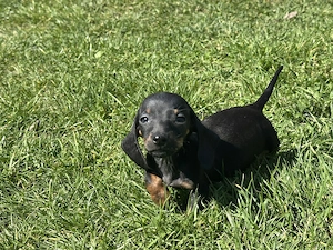 Törpe tacskó kiskutyák  - kép 9