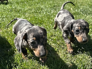 Törpe tacskó kiskutyák  - kép 11