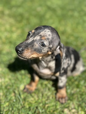 Törpe tacskó kiskutyák  - kép 7