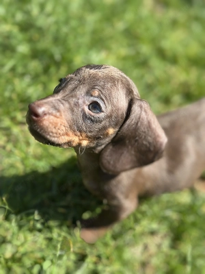 Törpe tacskó kiskutyák  - kép 5