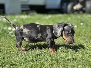 Törpe tacskó kiskutyák  - kép 8