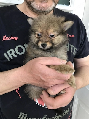 Azonnal elvihető Tündéri Spicc, Spitz fiú kiskutya. - kép 2