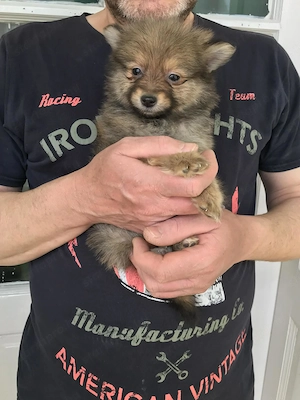 Azonnal elvihető Tündéri Spicc, Spitz fiú kiskutya. - kép 3