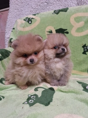 Igazi mini pomeraniai törpe spicc kisfiúk. - kép 2