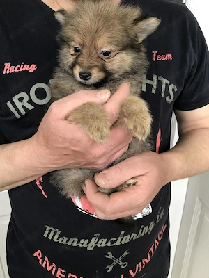 Azonnal elvihető Tündéri Spicc, Spitz fiú kiskutya. - kép 5