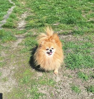 Igazi mini pomeraniai törpe spicc kisfiúk. - kép 4