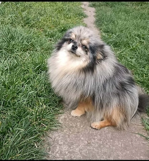 Igazi mini pomeraniai törpe spicc kisfiúk. - kép 3