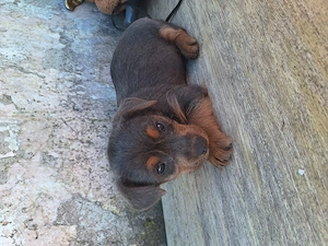 Tacskó Kölyök eladó  - kép 3