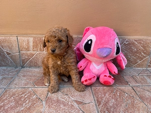 Toy Uszkár kiskutyák - kép 2