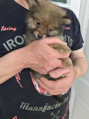 Azonnal elvihető, tündéri Spicc, Spitz fiú kiskutyus. - kép 2