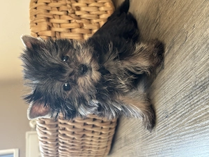 Igazi extramini Yorki kiskutya, fiú - kép 4