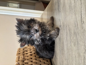 Igazi extramini Yorki kiskutya, fiú - kép 3