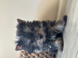 Igazi extramini Yorki kiskutya, fiú - kép 2