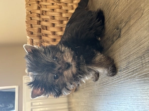 Igazi extramini Yorki kiskutya, fiú - kép 5