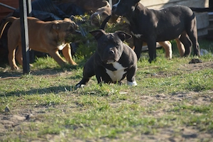 American bully kiskutyák  - kép 3