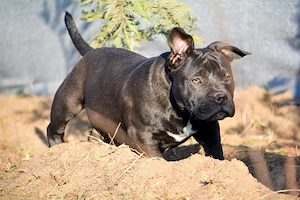 American bully kiskutyák  - kép 4