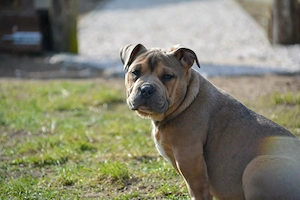 American bully kiskutyák  - kép 2
