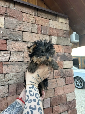 Yorki mini kisfiú gazdit keres - kép 4