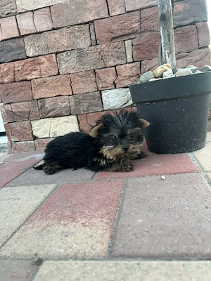 Yorki mini kisfiú gazdit keres - kép 5