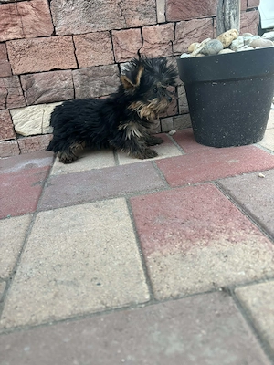 Yorki mini kisfiú gazdit keres - kép 2