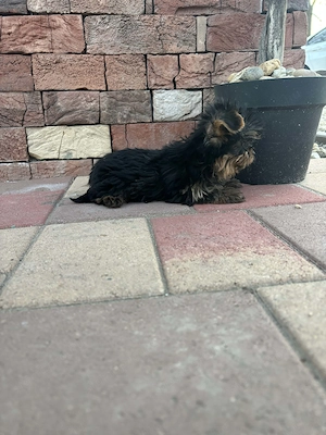 Yorki mini kisfiú gazdit keres - kép 3