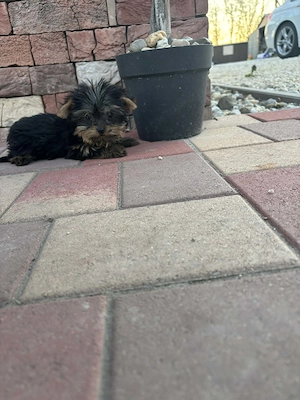 Yorki mini kisfiú gazdit keres