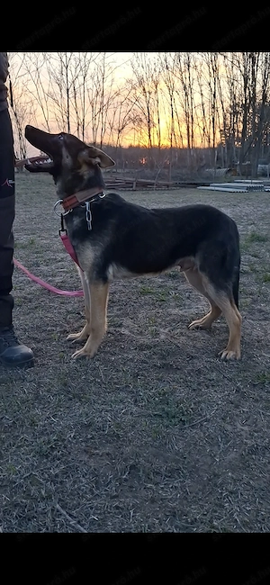 Német juhász belga keverék munkavonalú növendék kan eladó - kép 3