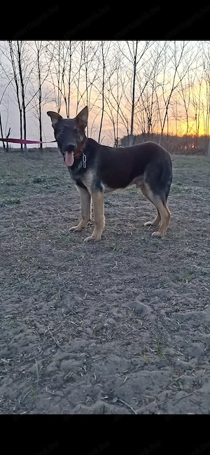 Német juhász belga keverék munkavonalú növendék kan eladó - kép 2
